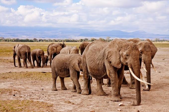 Stop the Poaching of Kenya's Elephants